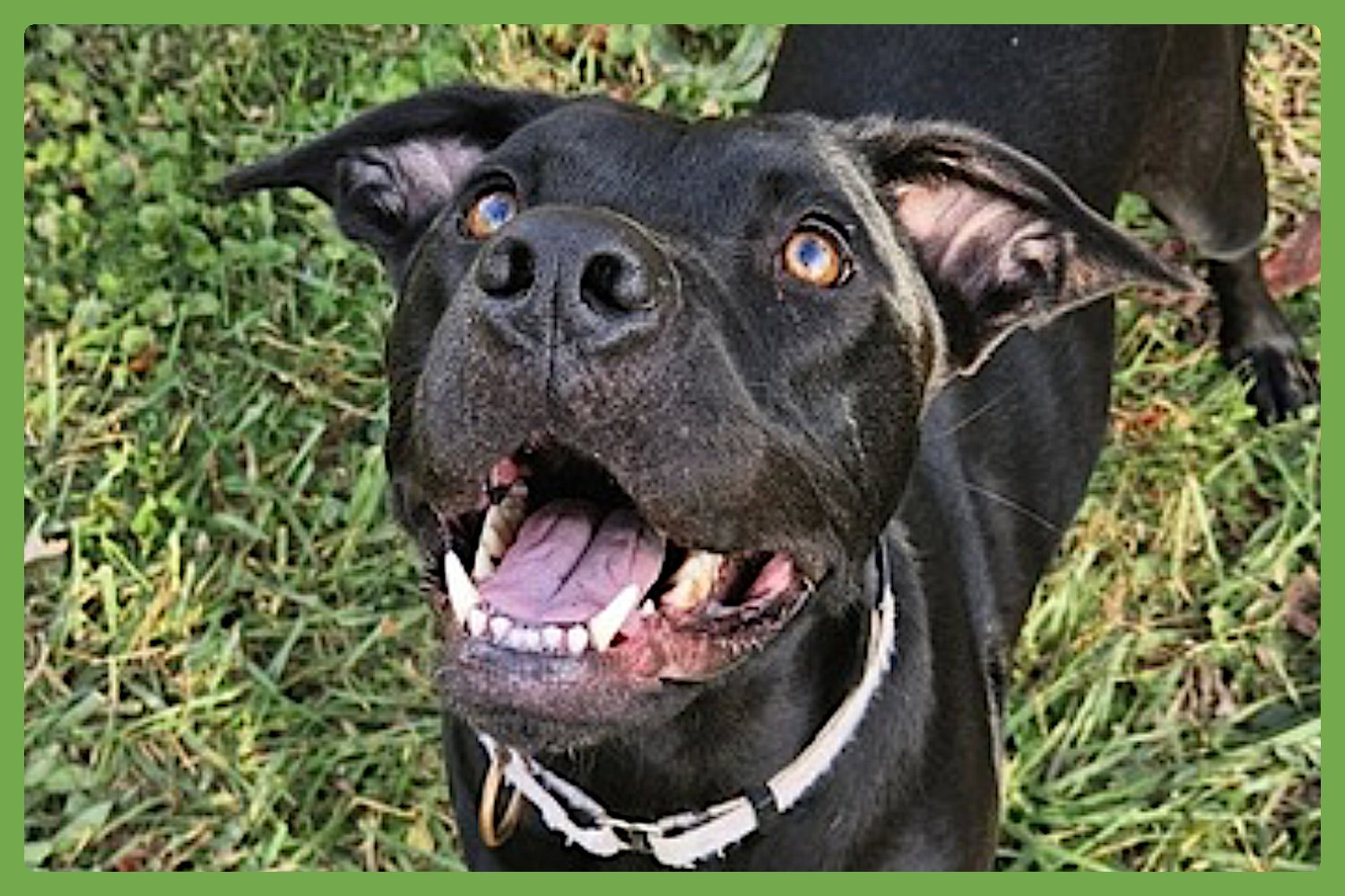 TULA BALOOLA - Boxer / American Pit Bull Terrier available for adoption