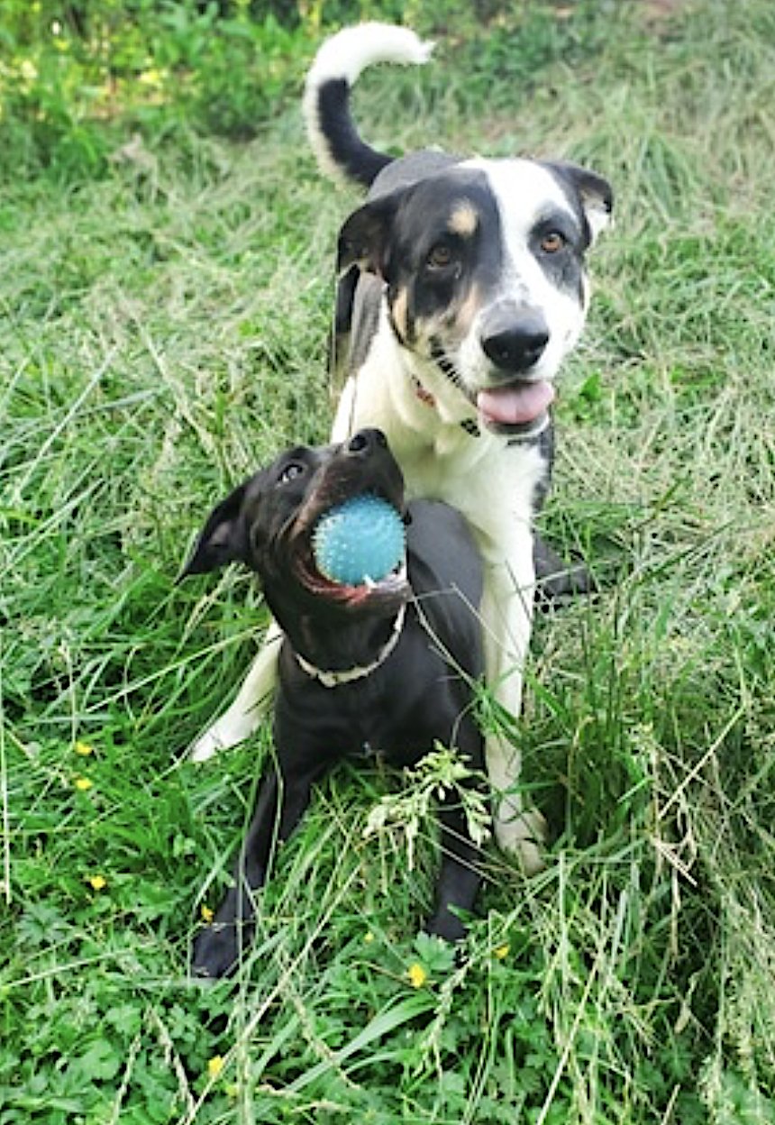 TULA BALOOLA - Boxer / American Pit Bull Terrier available for adoption