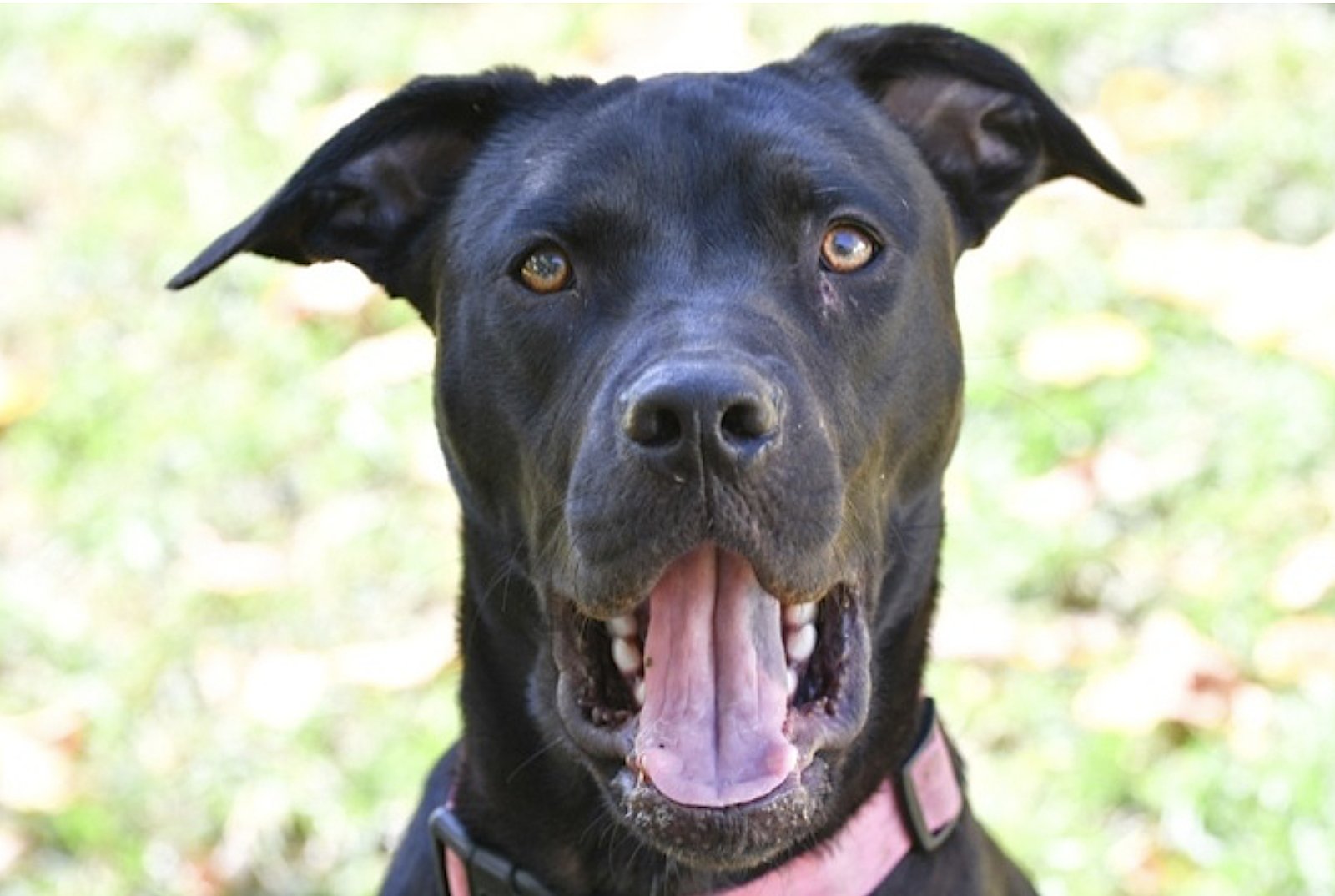 Tula Baloola - Photo 3