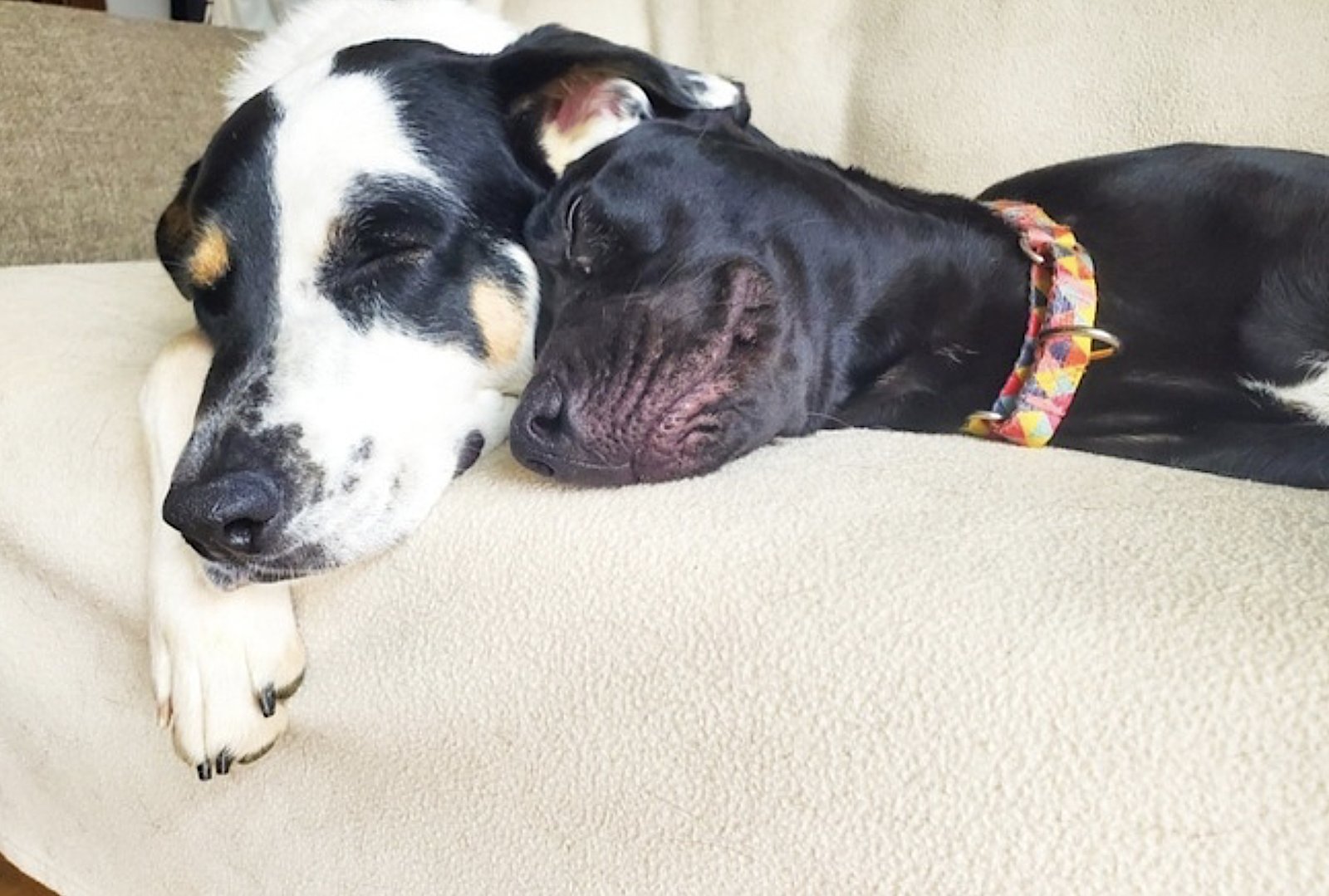 Tula Baloola - Photo 4