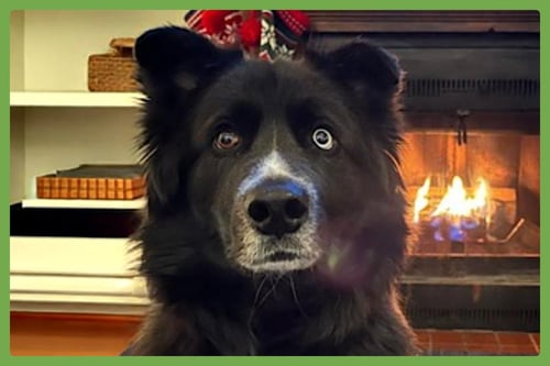 OLLIE - Siberian Husky / Shepherd available for adoption