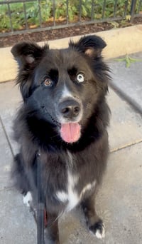 Ollie - Photo 12