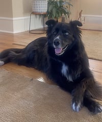 Ollie - Photo 2