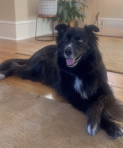 OLLIE - Siberian Husky / Shepherd available for adoption