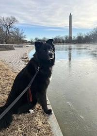Ollie - Photo 5