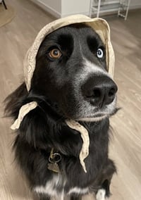 Ollie - Photo 10