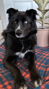 Ollie - Photo 8