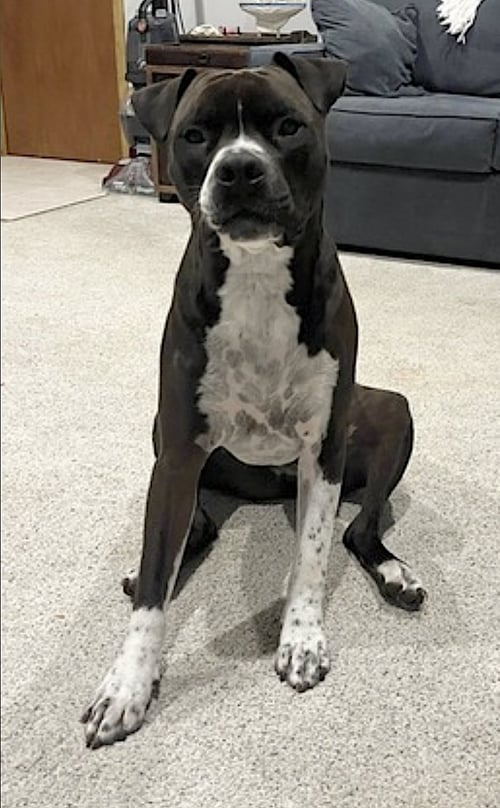 SPADE - Boxer / American Pit Bull Terrier available for adoption