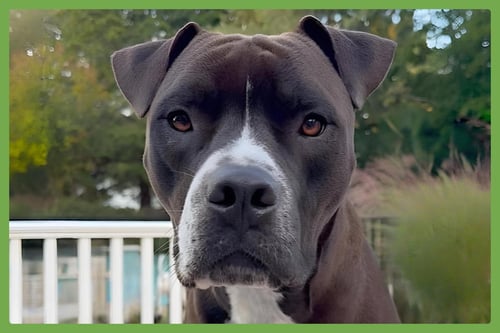 SPADE - Boxer / American Pit Bull Terrier available for adoption