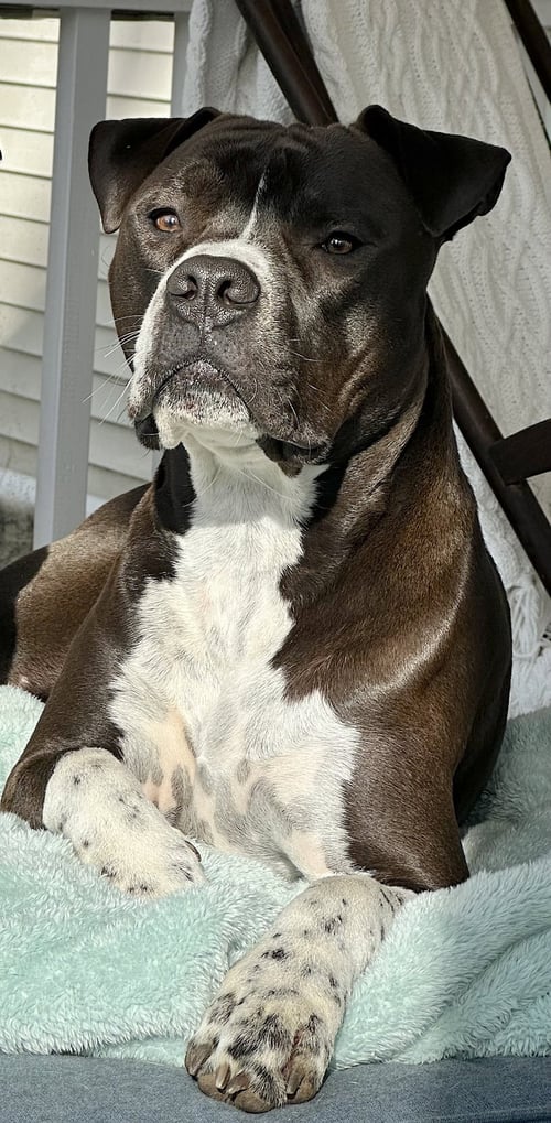 SPADE - Boxer / American Pit Bull Terrier available for adoption