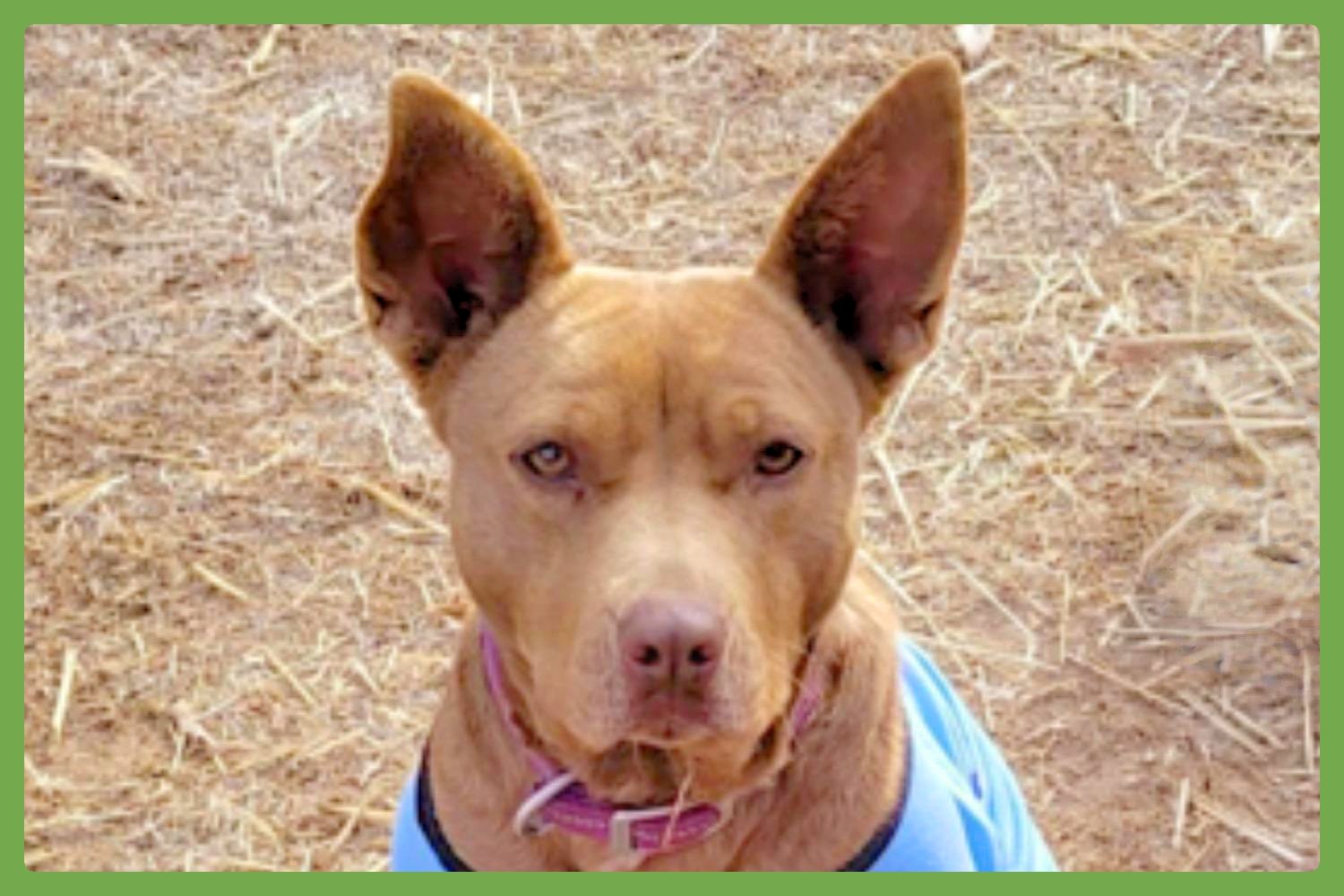 PIPER - Pharaoh Hound / American Pit Bull Terrier available for adoption
