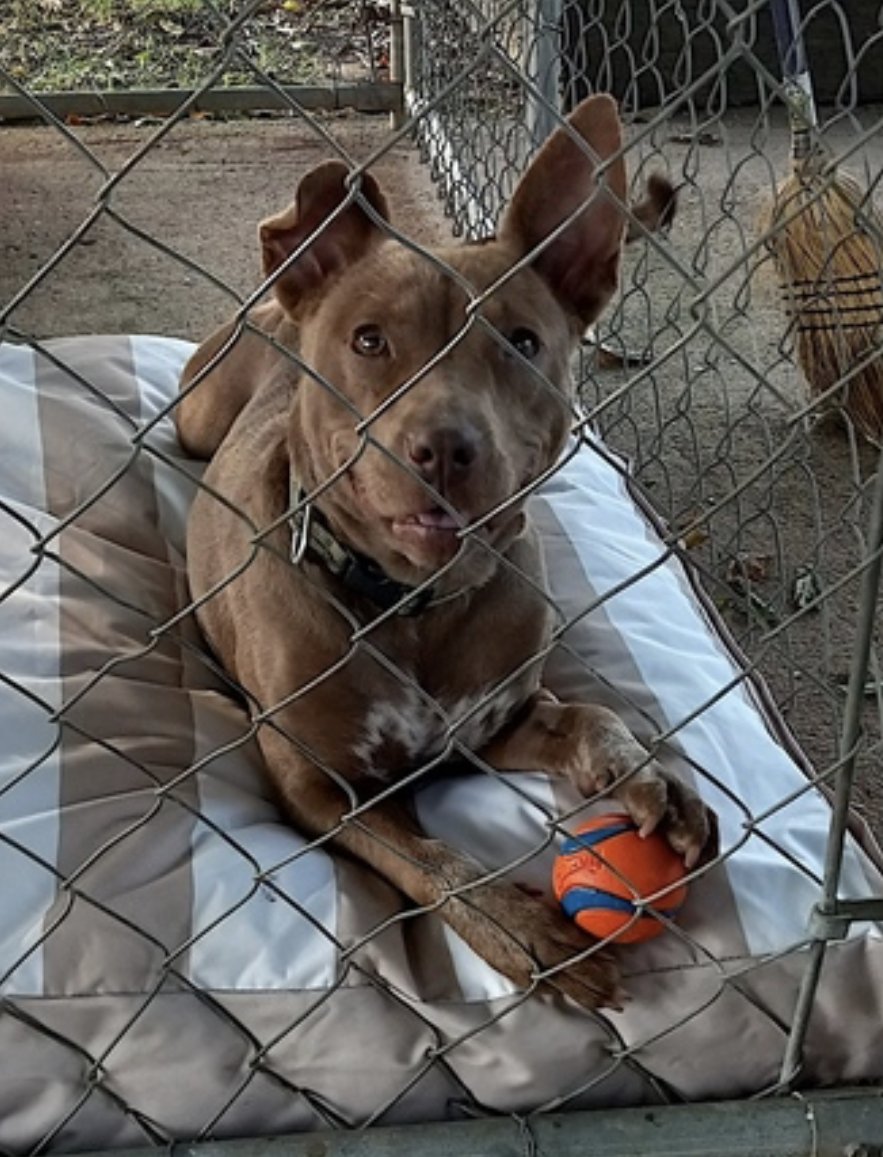 PIPER - Pharaoh Hound / American Pit Bull Terrier available for adoption