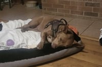 Piper - Photo 6