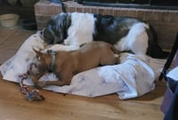 Piper - Photo 7