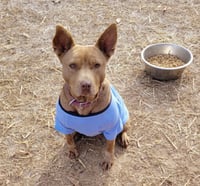 Piper - Photo 8