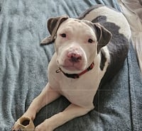 Ellie - Photo 2