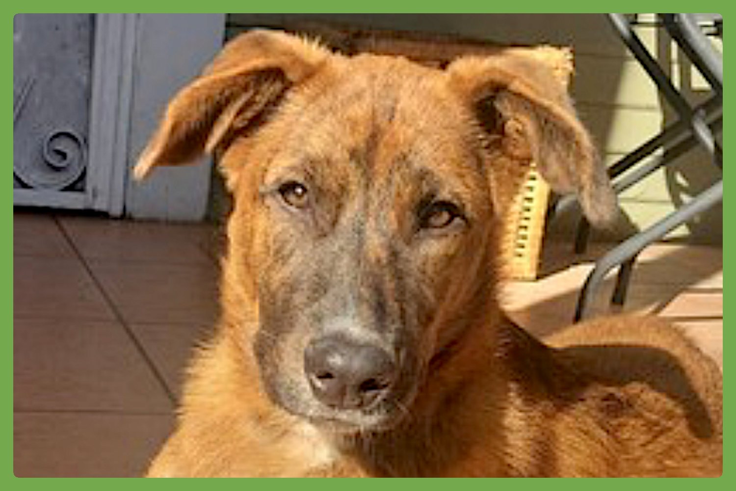 PUPPY - Australian Cattle Dog/Blue Heeler / Shepherd available for adoption