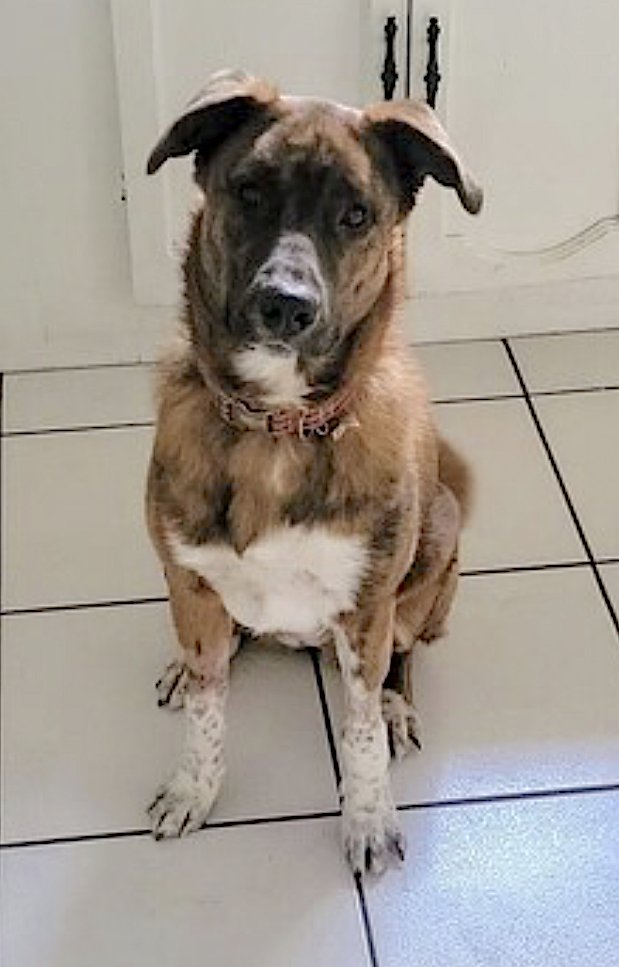 PUPPY - Australian Cattle Dog/Blue Heeler / Shepherd available for adoption