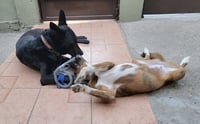 Puppy - Photo 5