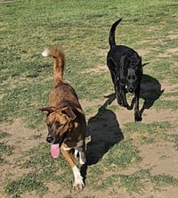 Puppy - Photo 4