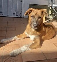 Puppy - Photo 6