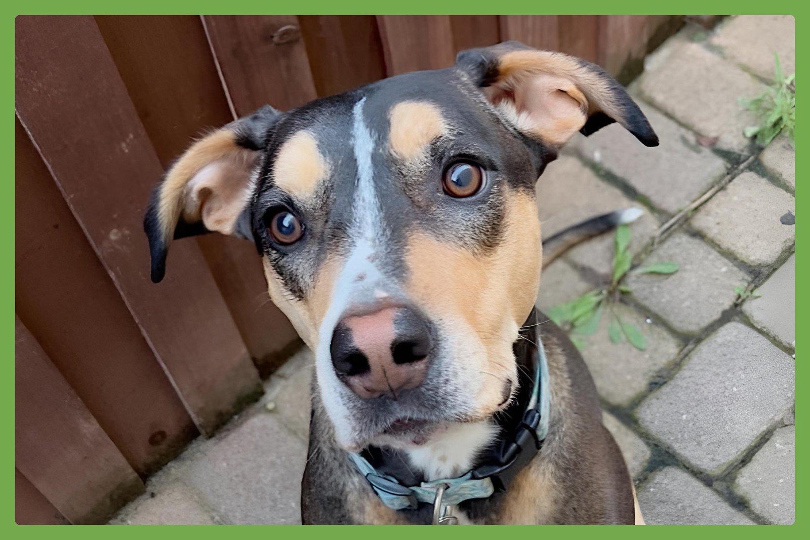 MARLEY - Labrador Retriever / Hound available for adoption