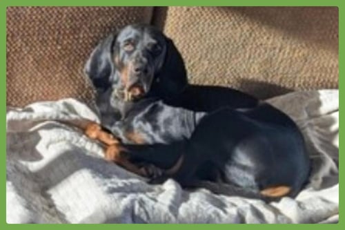 KOA - Black and Tan Coonhound / Coonhound available for adoption