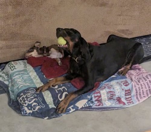 KOA - Black and Tan Coonhound / Coonhound available for adoption