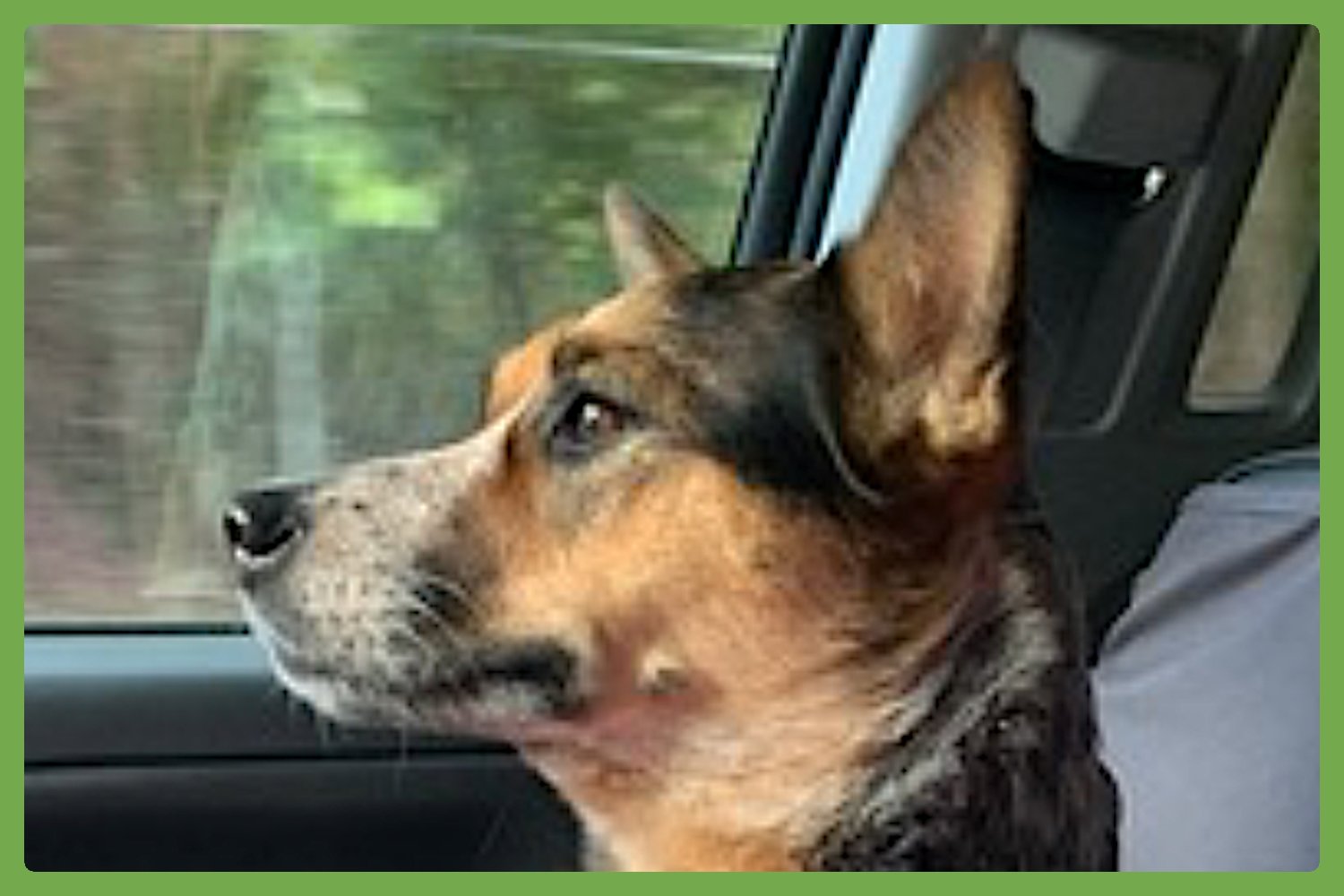 ZOE - Australian Cattle Dog/Blue Heeler available for adoption