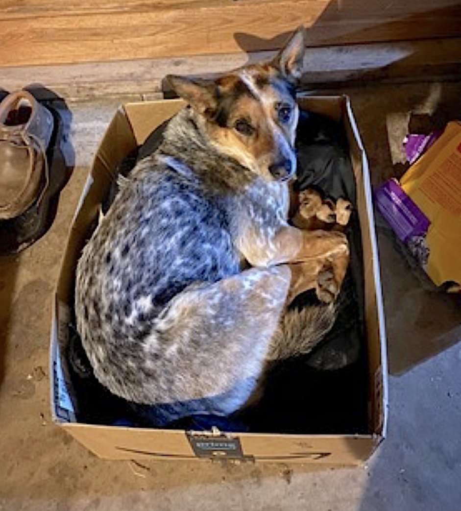 ZOE - Australian Cattle Dog/Blue Heeler available for adoption