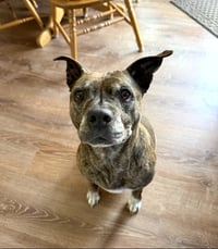 Sophie - Photo 7