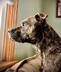 Sophie - Photo 4