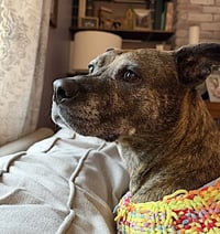Sophie - Photo 5