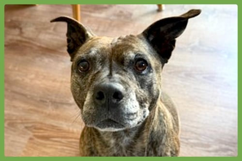 SOPHIE - Staffordshire Bull Terrier / American Staffordshire Terrier available for adoption