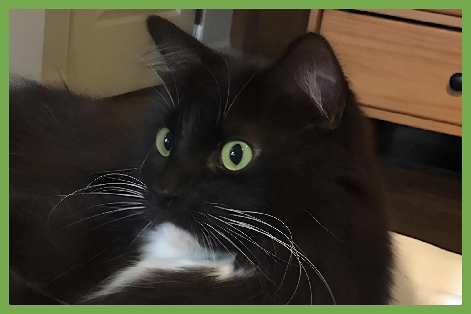 BOOK - Domestic Long Hair available for adoption