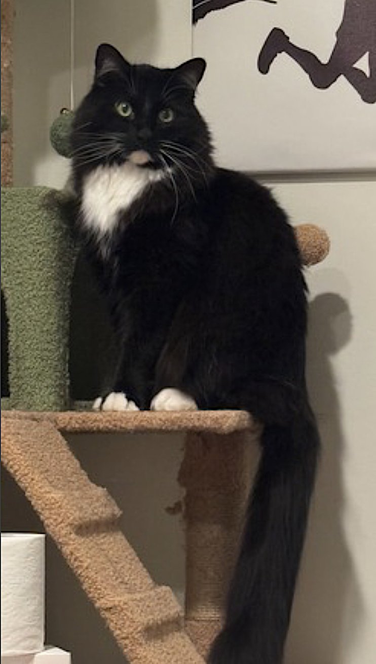 BOOK - Domestic Long Hair available for adoption
