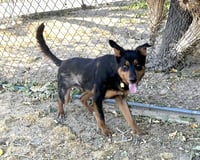 Arlo - Photo 5