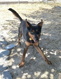 Arlo - Photo 3
