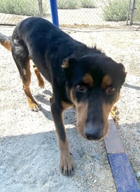 Arlo - Photo 2
