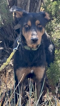 Arlo - Photo 4