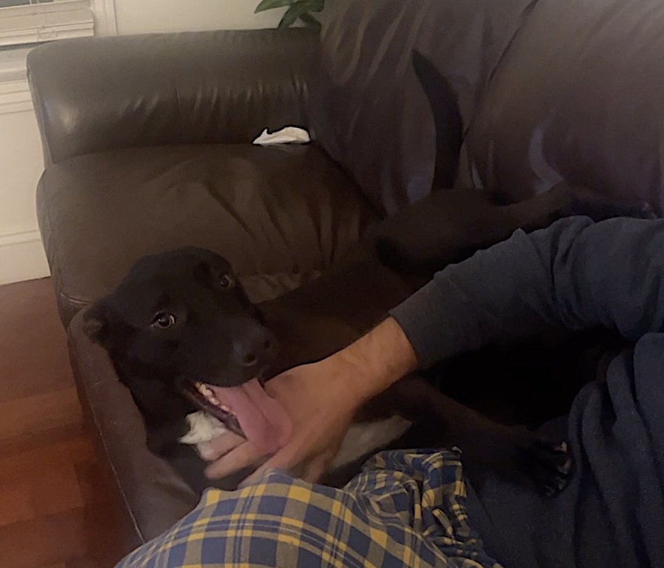 SPIKE - German Shepherd Dog / Labrador Retriever available for adoption