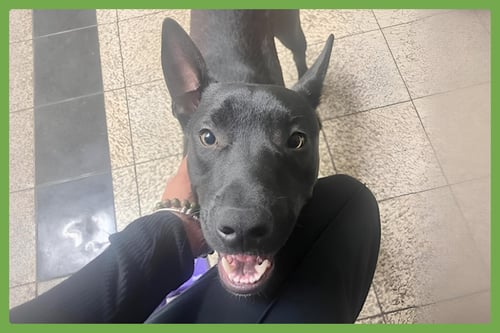 SPIKE - German Shepherd Dog / Labrador Retriever available for adoption