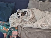Wheezy - Photo 7
