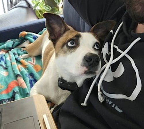 WHEEZY - Australian Cattle Dog/Blue Heeler / Siberian Husky available for adoption