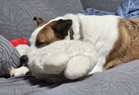 Wheezy - Photo 9