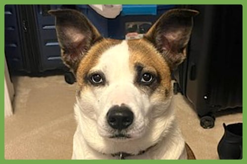 WHEEZY - Australian Cattle Dog/Blue Heeler / Siberian Husky available for adoption