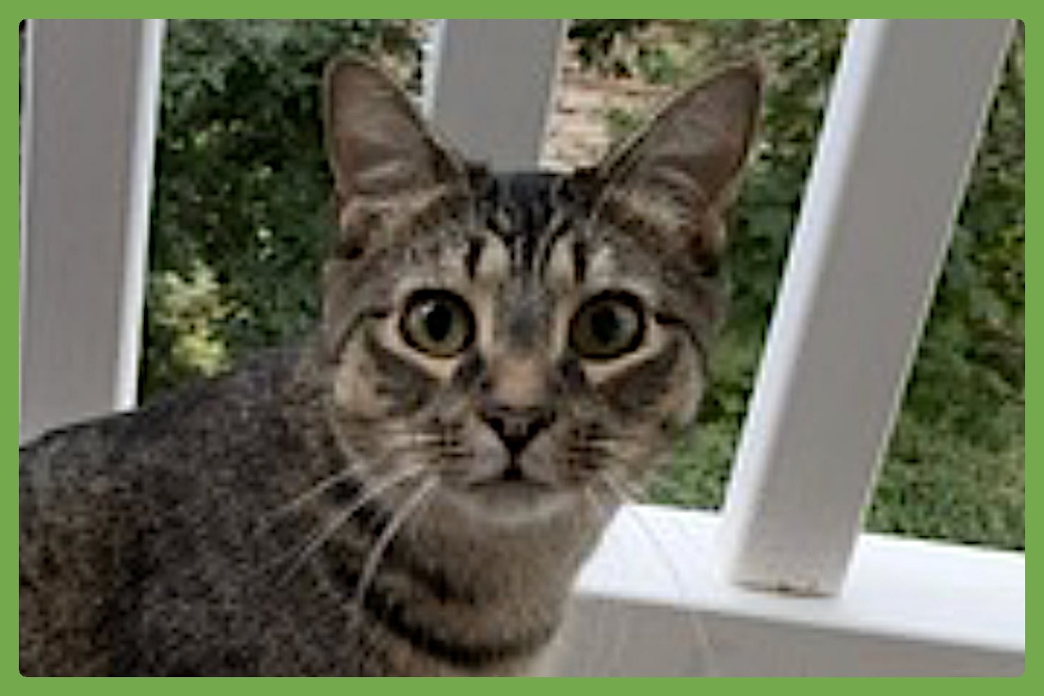 HAMMIE - Domestic Short Hair available for adoption