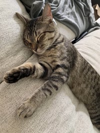 Hammie - Photo 8