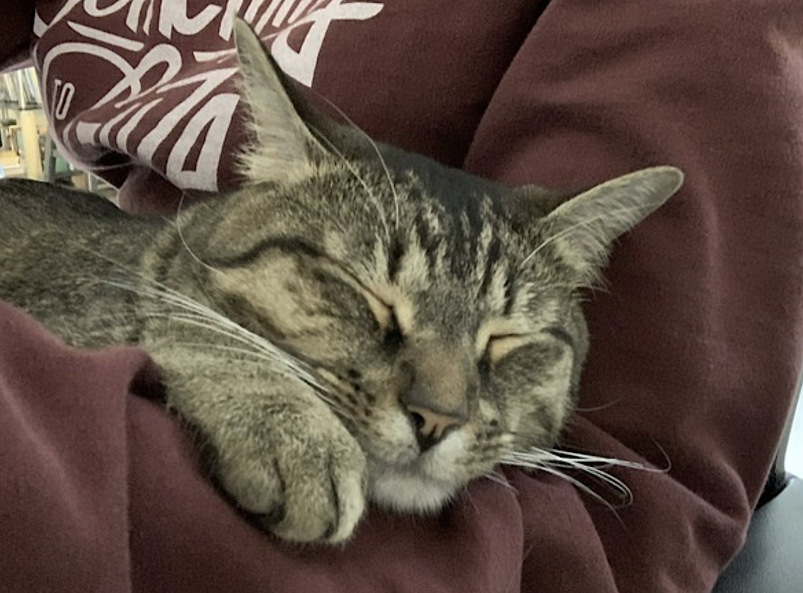 HAMMIE - Domestic Short Hair available for adoption