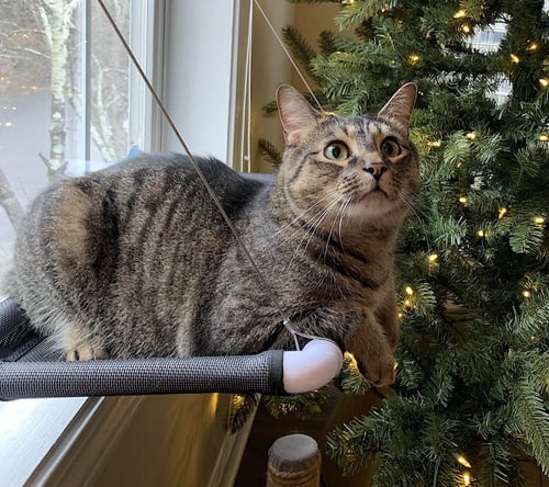 HAMMIE - Domestic Short Hair available for adoption